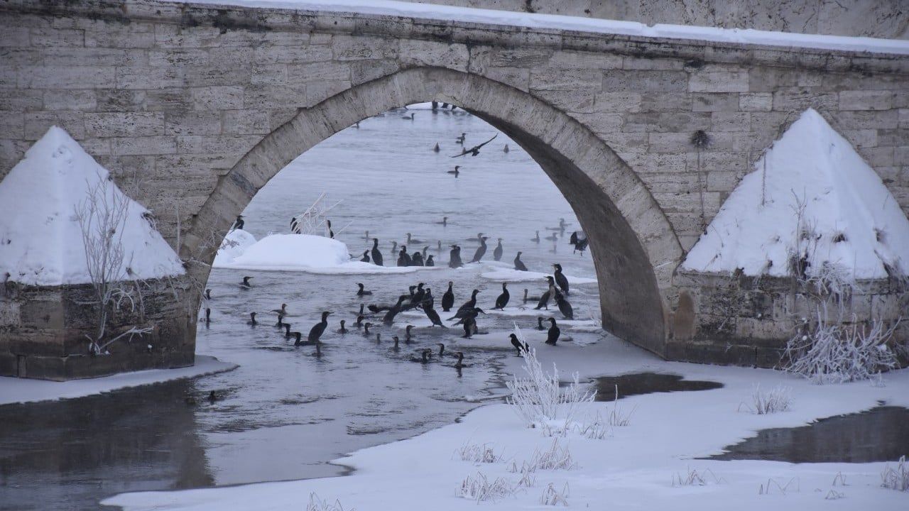 Foto - Karabataklar Kızılırmak'ı mesken tuttu