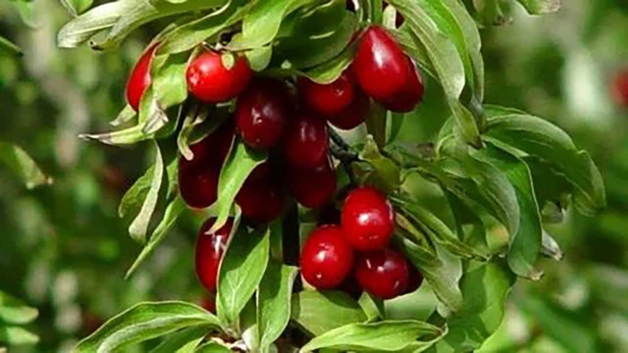 Karaciğer dostu mucize meyve! Bunu tüketenlerin yağlanma derdi bitiyor!