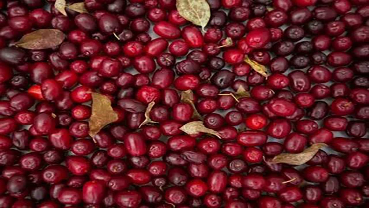 Foto - Karaciğer dostu mucize meyve! Bunu tüketenlerin yağlanma derdi bitiyor!