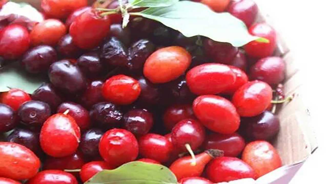 Foto - Karaciğer dostu mucize meyve! Bunu tüketenlerin yağlanma derdi bitiyor!