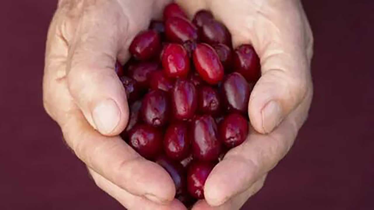 Foto - Karaciğer dostu mucize meyve! Bunu tüketenlerin yağlanma derdi bitiyor!
