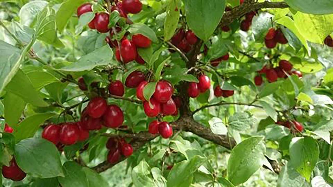 Foto - Karaciğer dostu mucize meyve! Bunu tüketenlerin yağlanma derdi bitiyor!