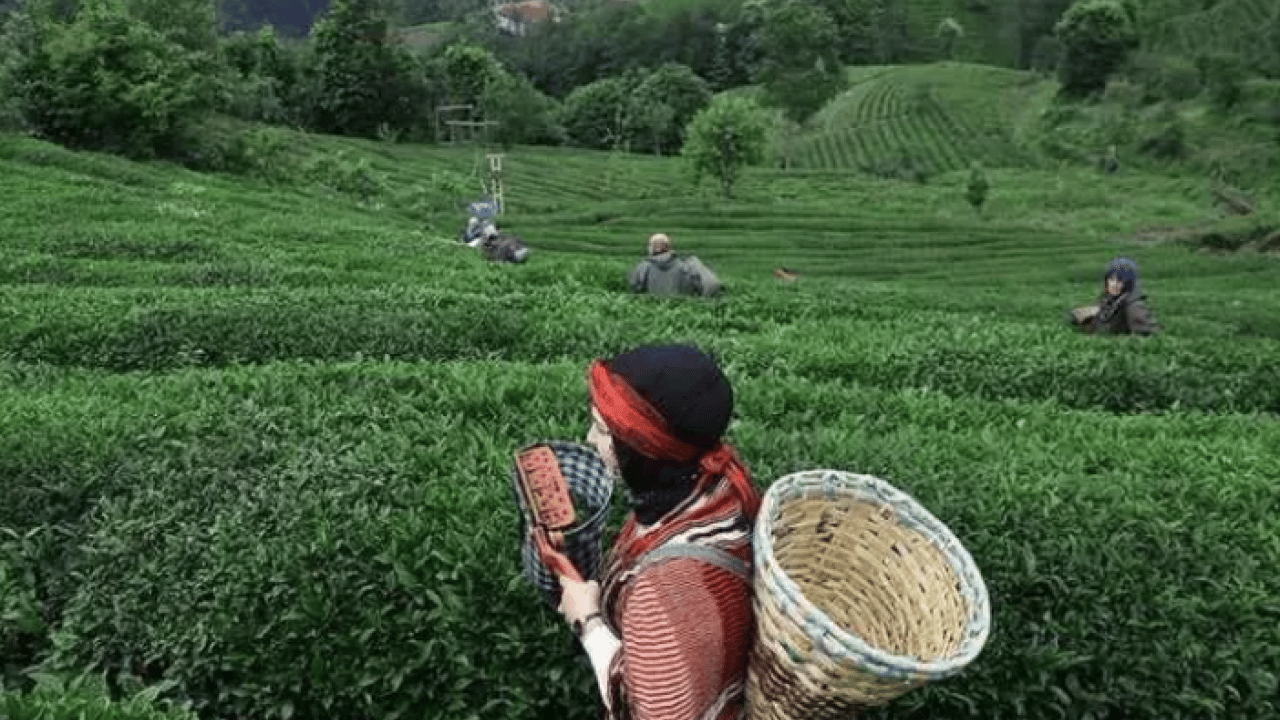 Foto - Karadeniz illeri listeyi domine etti: En kısa boylu insanların olduğu iller belli oldu!