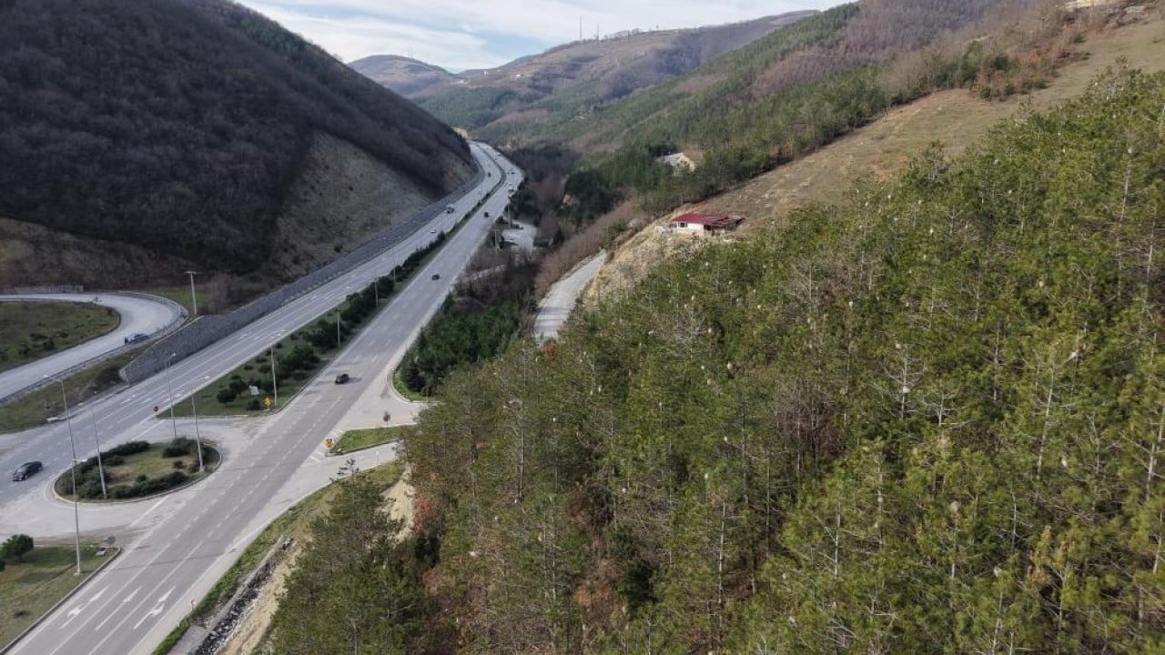 Foto - Karadeniz ormanlarını tırtıl istilası tehdit ediyor