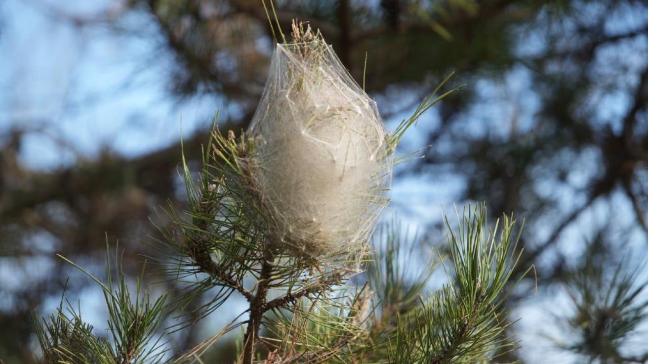 Karadeniz ormanlarını tırtıl istilası tehdit ediyor