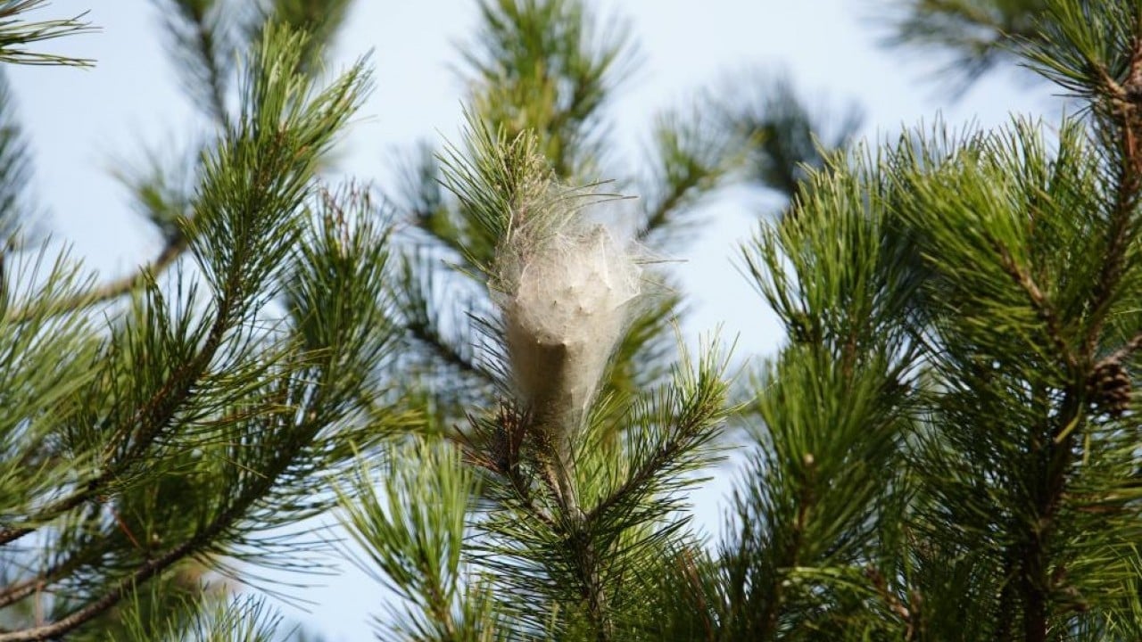 Foto - Karadeniz ormanlarını tırtıl istilası tehdit ediyor