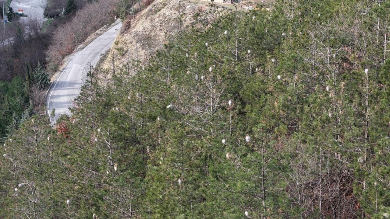 Foto - Karadeniz ormanlarını tırtıl istilası tehdit ediyor