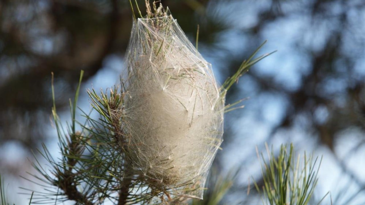 Foto - Karadeniz ormanlarını tırtıl istilası tehdit ediyor