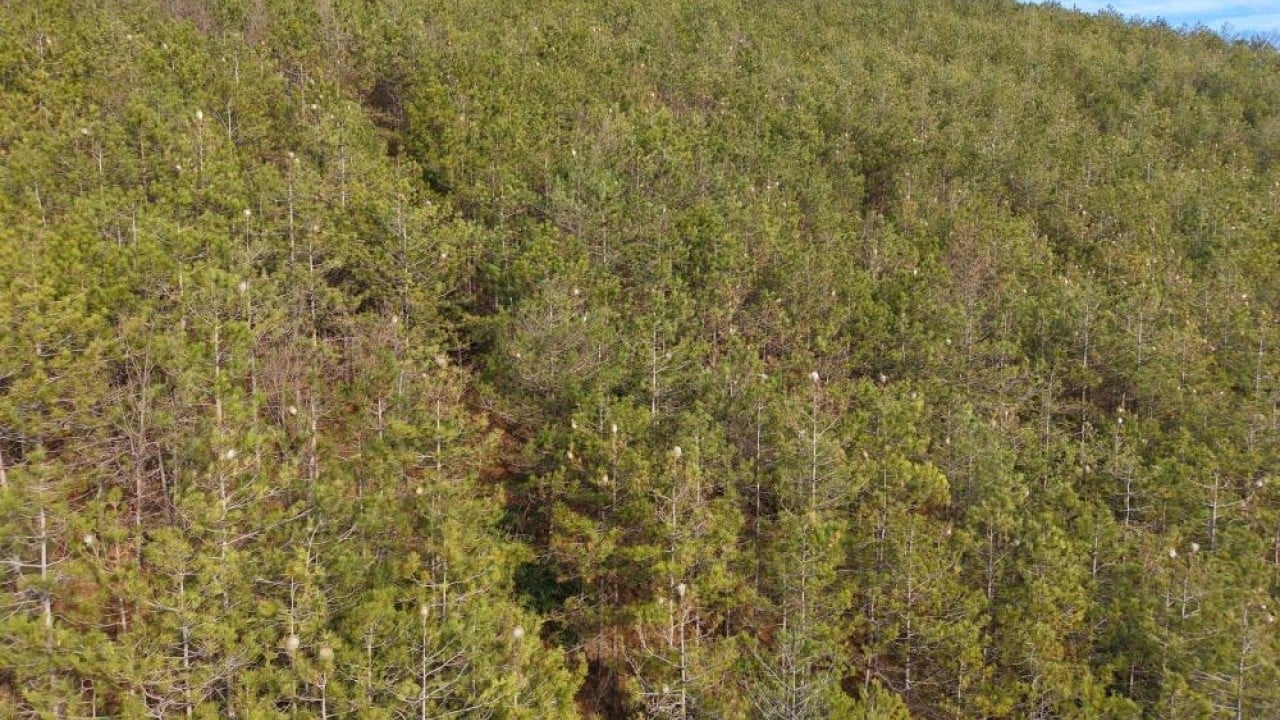 Foto - Karadeniz ormanlarını tırtıl istilası tehdit ediyor
