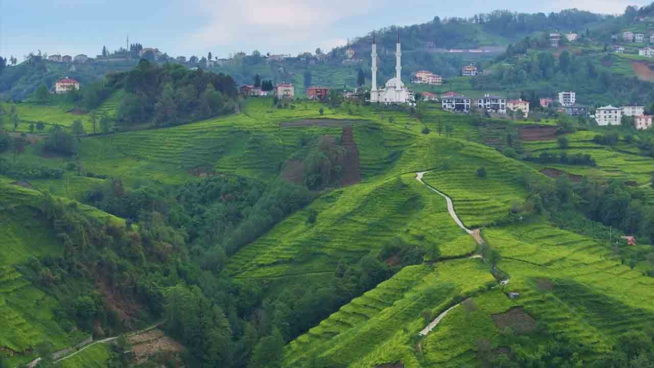 Foto - Karadeniz’de çay mesaisi başladı