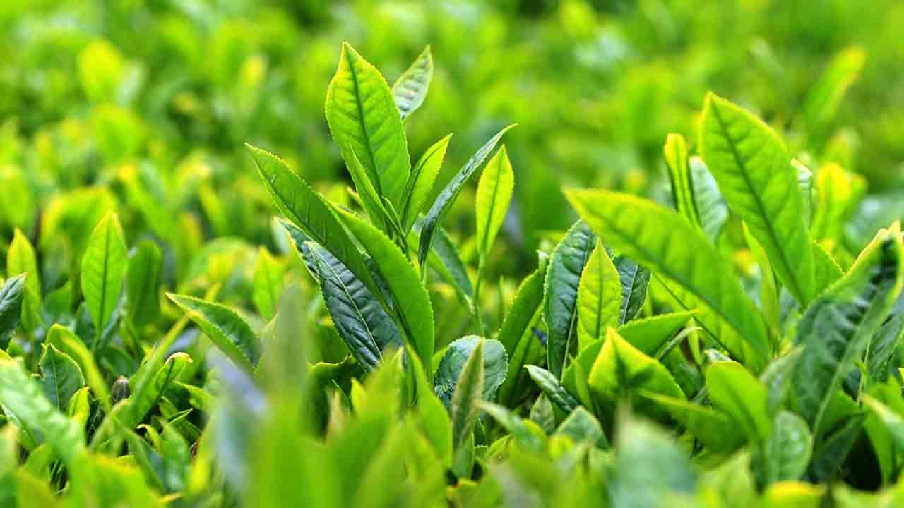 Foto - Karadeniz’de çay mesaisi başladı