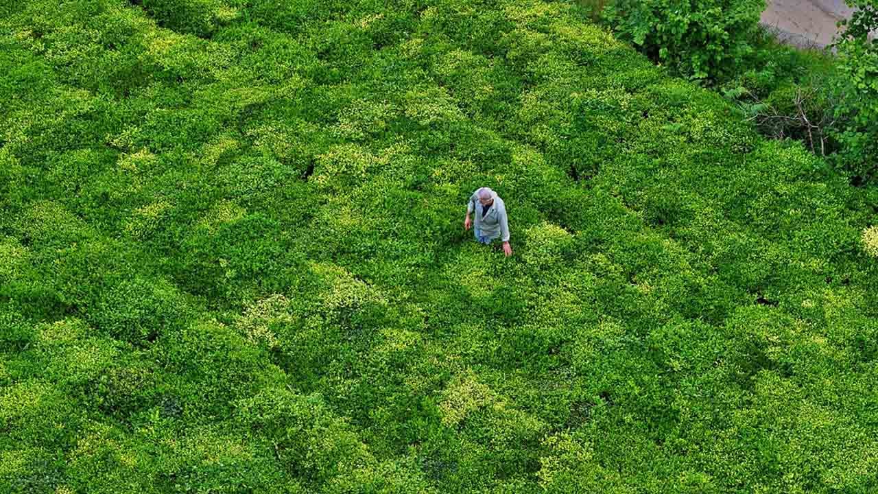 Foto - Karadeniz’de çay mesaisi başladı