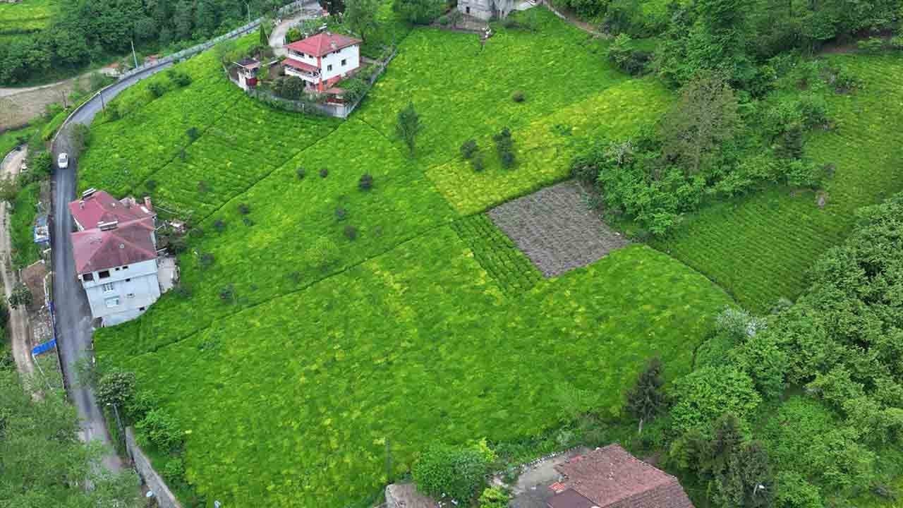 Foto - Karadeniz’de çay mesaisi başladı