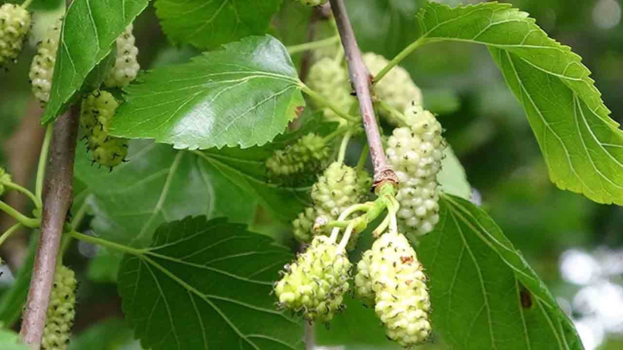 Karadeniz'de geleneksel mesai başladı: Doğal dut pekmezi şifa için kaynıyor