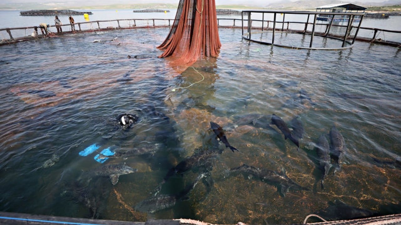 Foto - Karadeniz'in su ürünleri 22 ülkeye satıldı! İhracatı ilk çeyrekte 85 milyon doları aştı