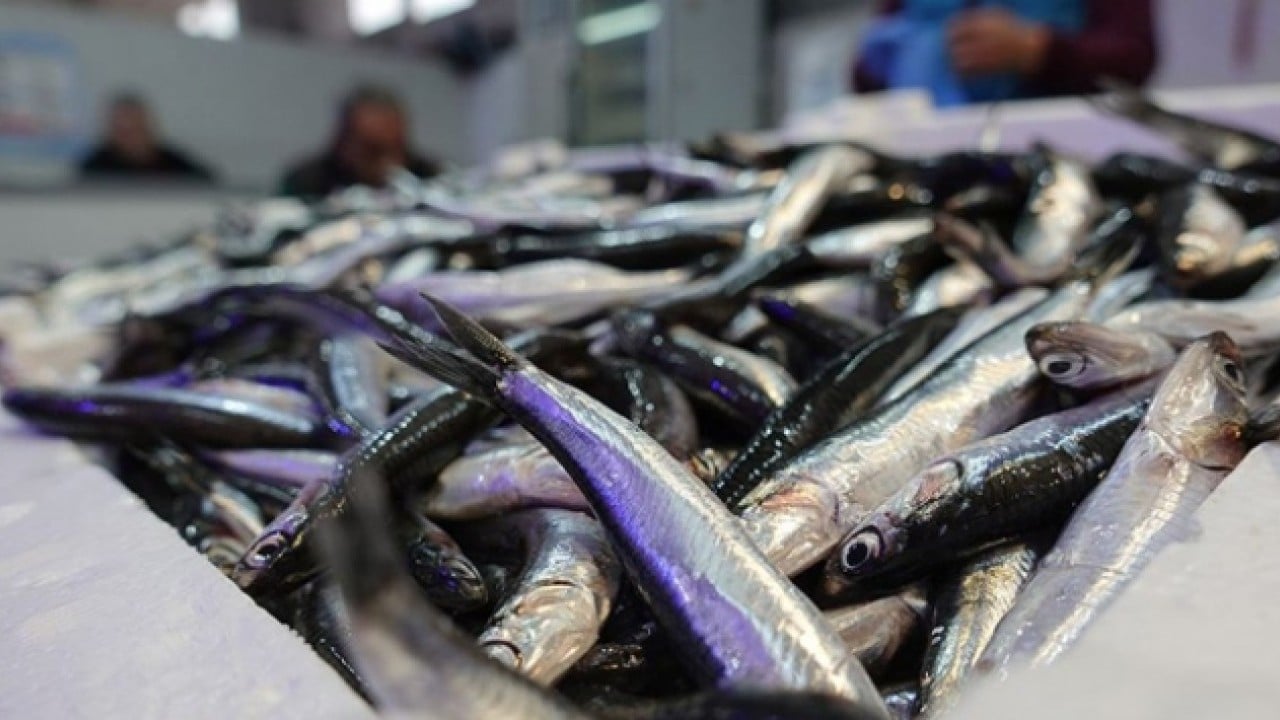 Foto - Karadeniz'in su ürünleri 22 ülkeye satıldı! İhracatı ilk çeyrekte 85 milyon doları aştı