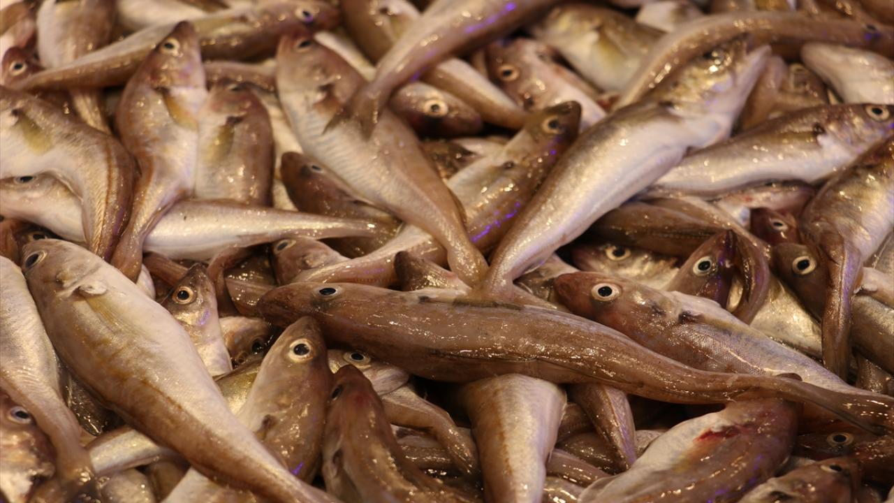 Foto - Karadenizli balıkçılar sezonu değerlendirdi! Palamut üzdü, hamsi mutlu etti