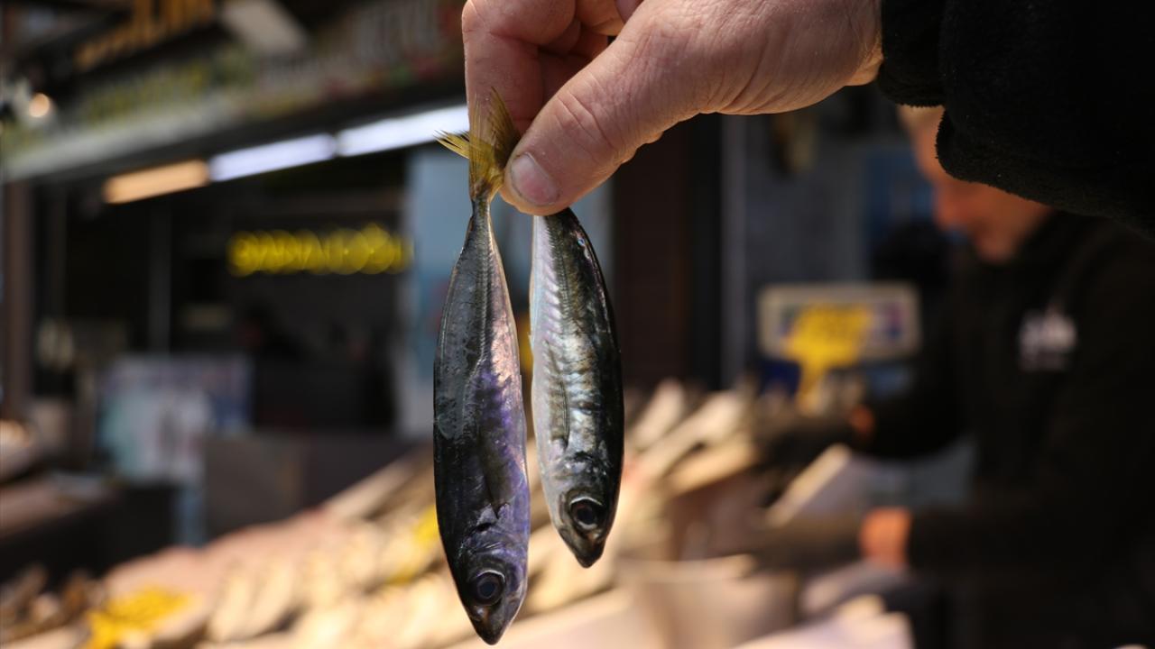Foto - Karadenizli balıkçılar sezonu değerlendirdi! Palamut üzdü, hamsi mutlu etti