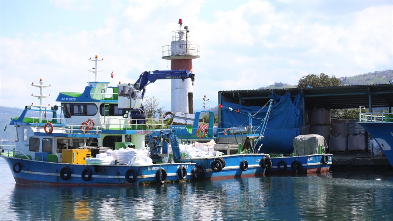Foto - Karadenizli balıkçılar sezonu değerlendirdi! Palamut üzdü, hamsi mutlu etti