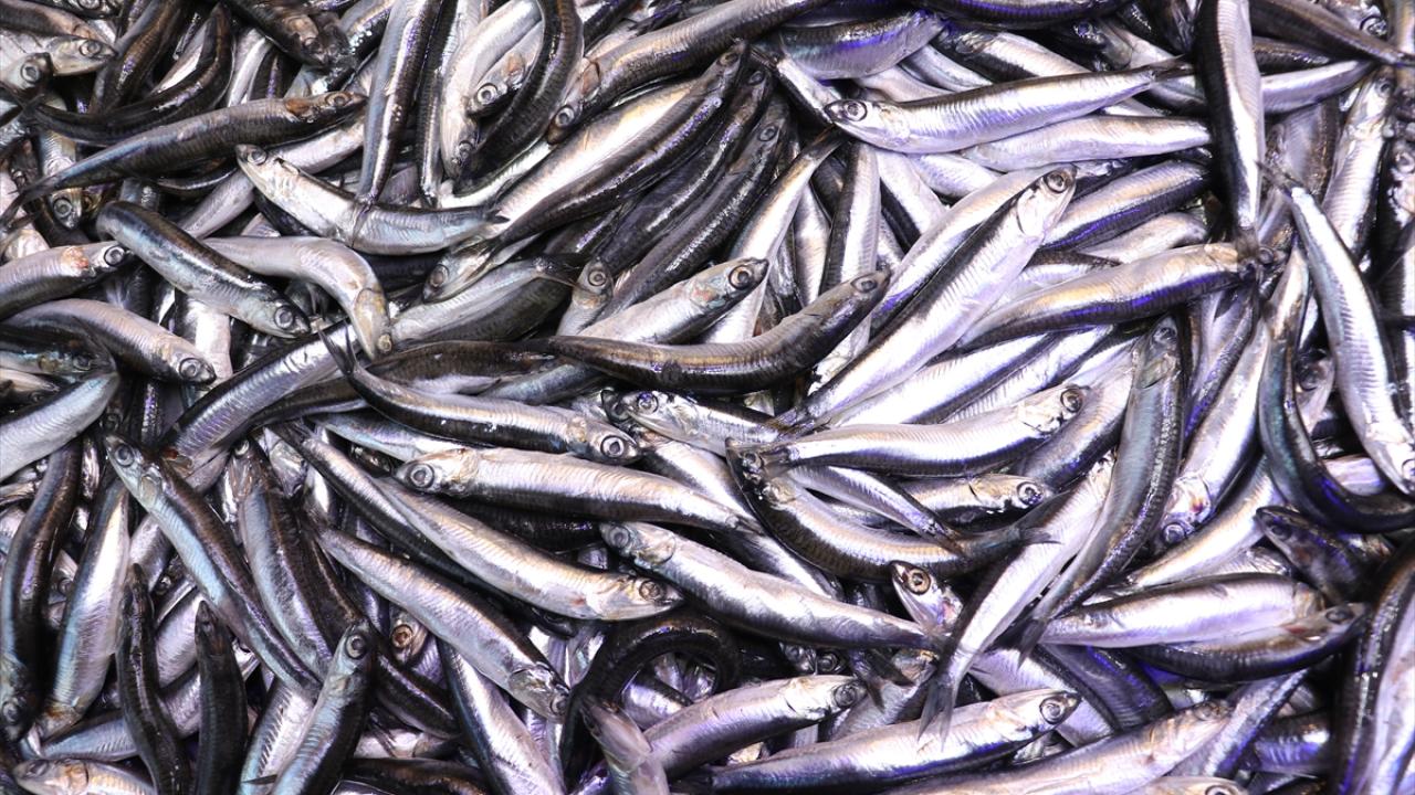 Foto - Karadenizli balıkçılar sezonu değerlendirdi! Palamut üzdü, hamsi mutlu etti