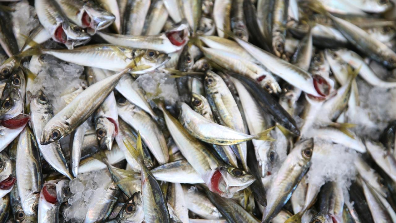 Foto - Karadenizli balıkçılar sezonu değerlendirdi! Palamut üzdü, hamsi mutlu etti