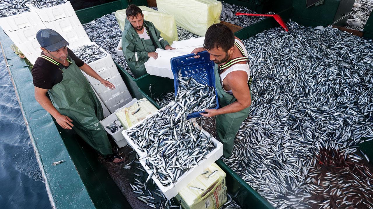 Karadenizli balıkçılar sezonu değerlendirdi! Palamut üzdü, hamsi mutlu etti