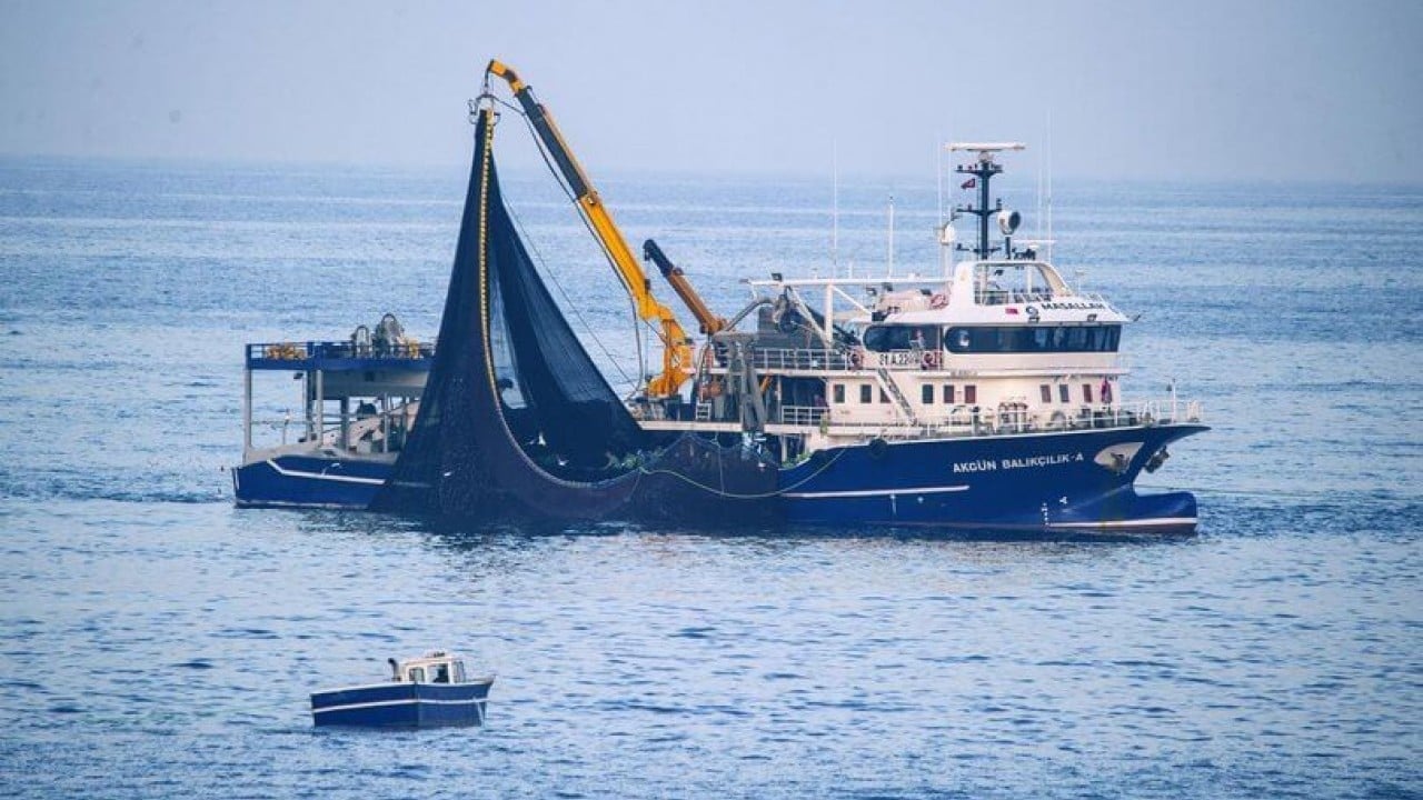 Foto - 'Karadenizli lüfer' kaçma yolunu buldu