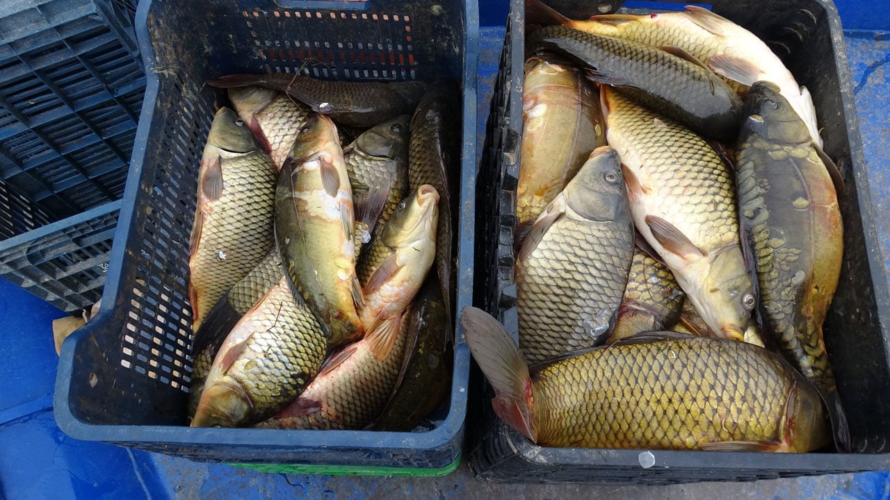 Foto - Karakaya’dan Ortadoğu'ya ihracat! Denizi olmayan ilde 2 ton balık avlanıyor