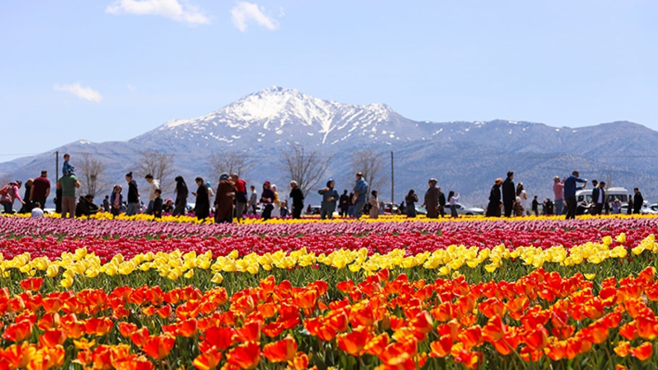 Foto - Karaman lale tarlalarıyla ziyaretçi çekiyor