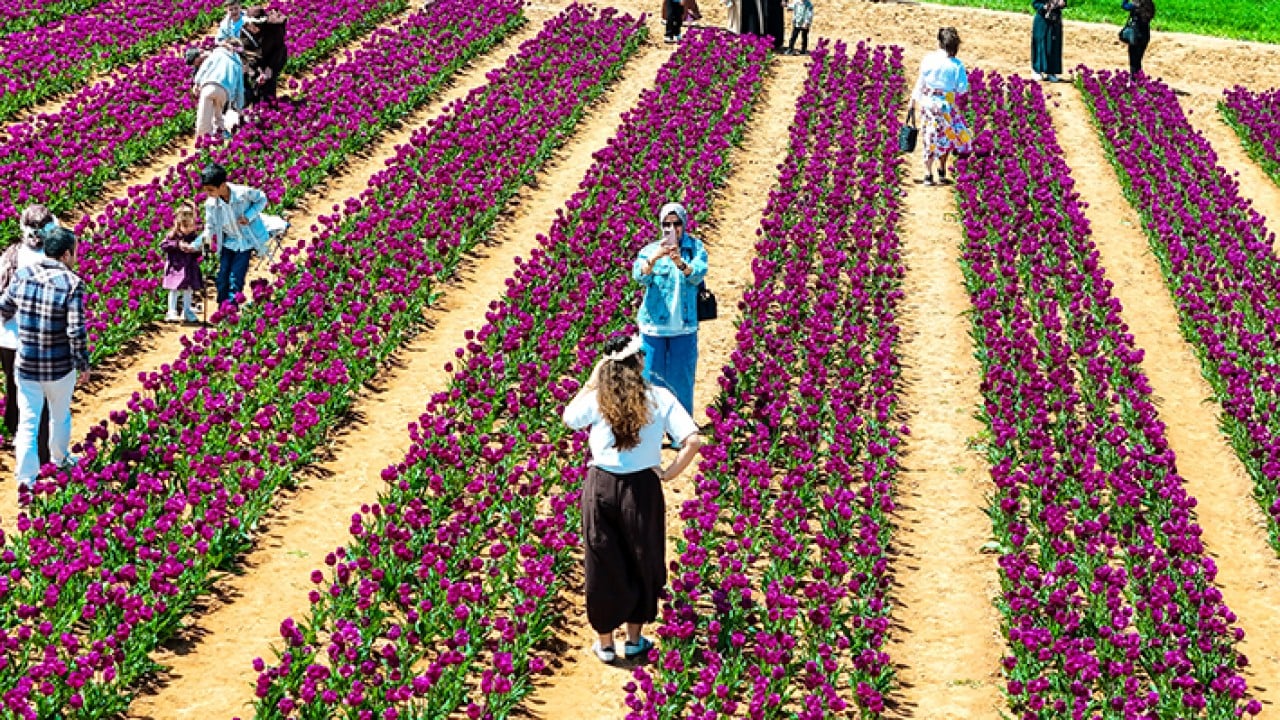 Foto - Karaman lale tarlalarıyla ziyaretçi çekiyor