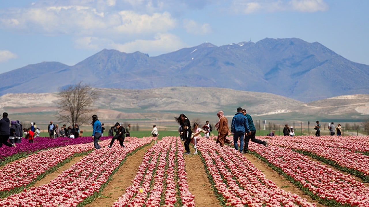 Foto - Karaman lale tarlalarıyla ziyaretçi çekiyor