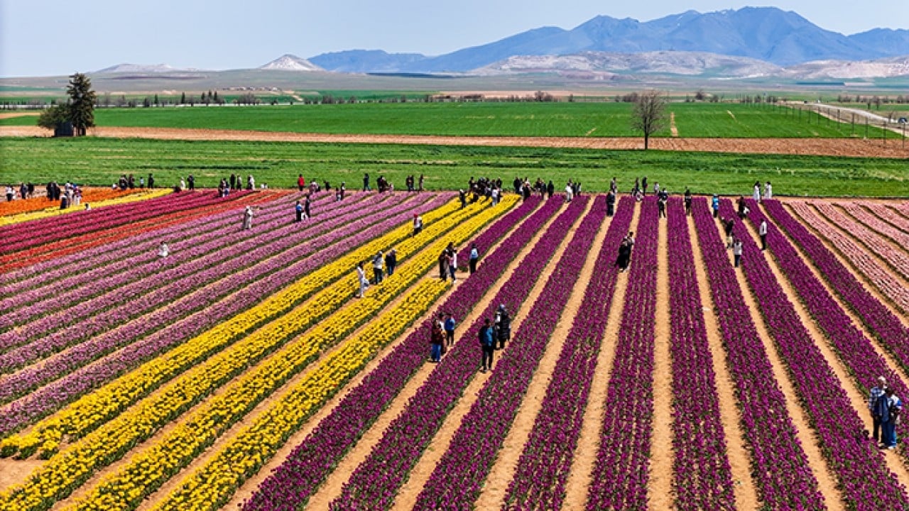 Foto - Karaman lale tarlalarıyla ziyaretçi çekiyor