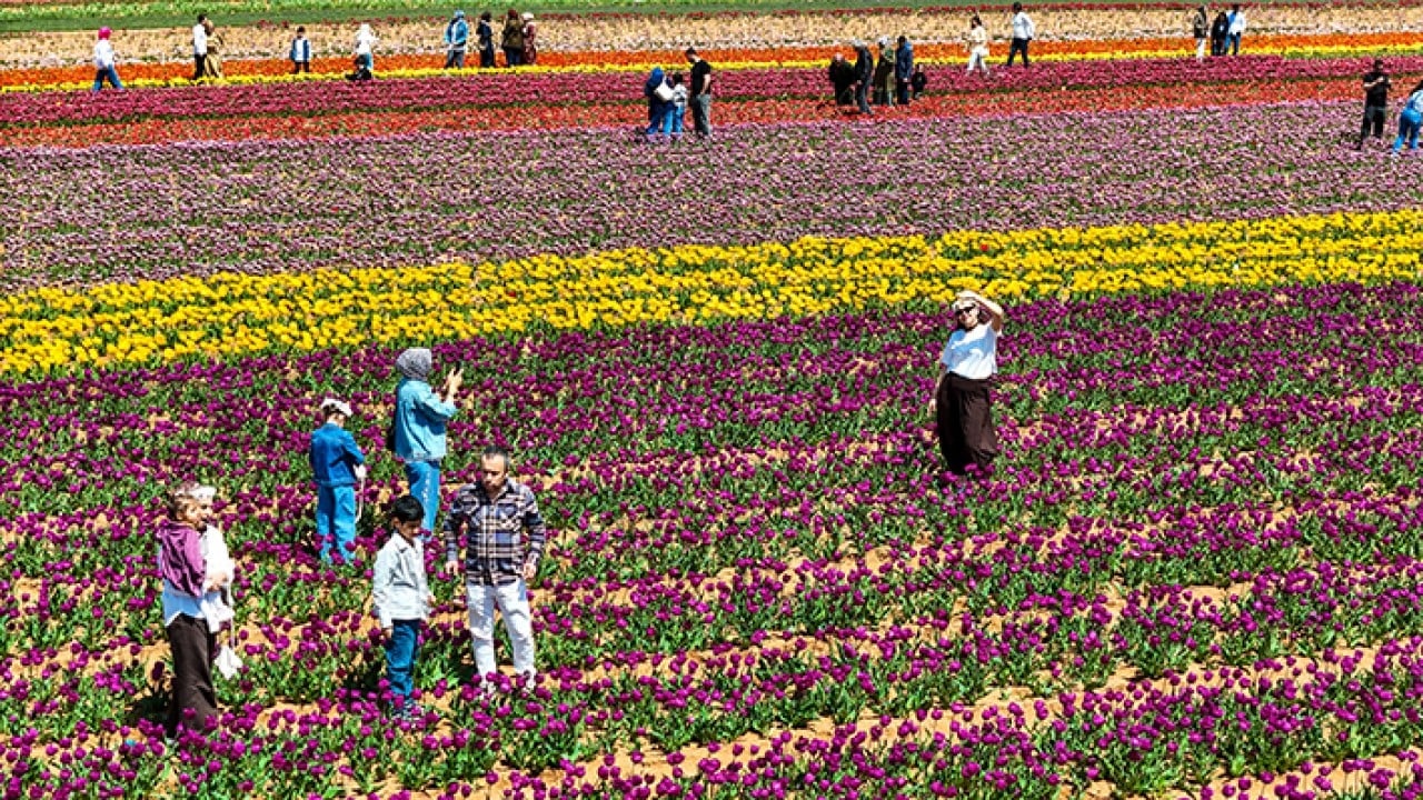Foto - Karaman lale tarlalarıyla ziyaretçi çekiyor