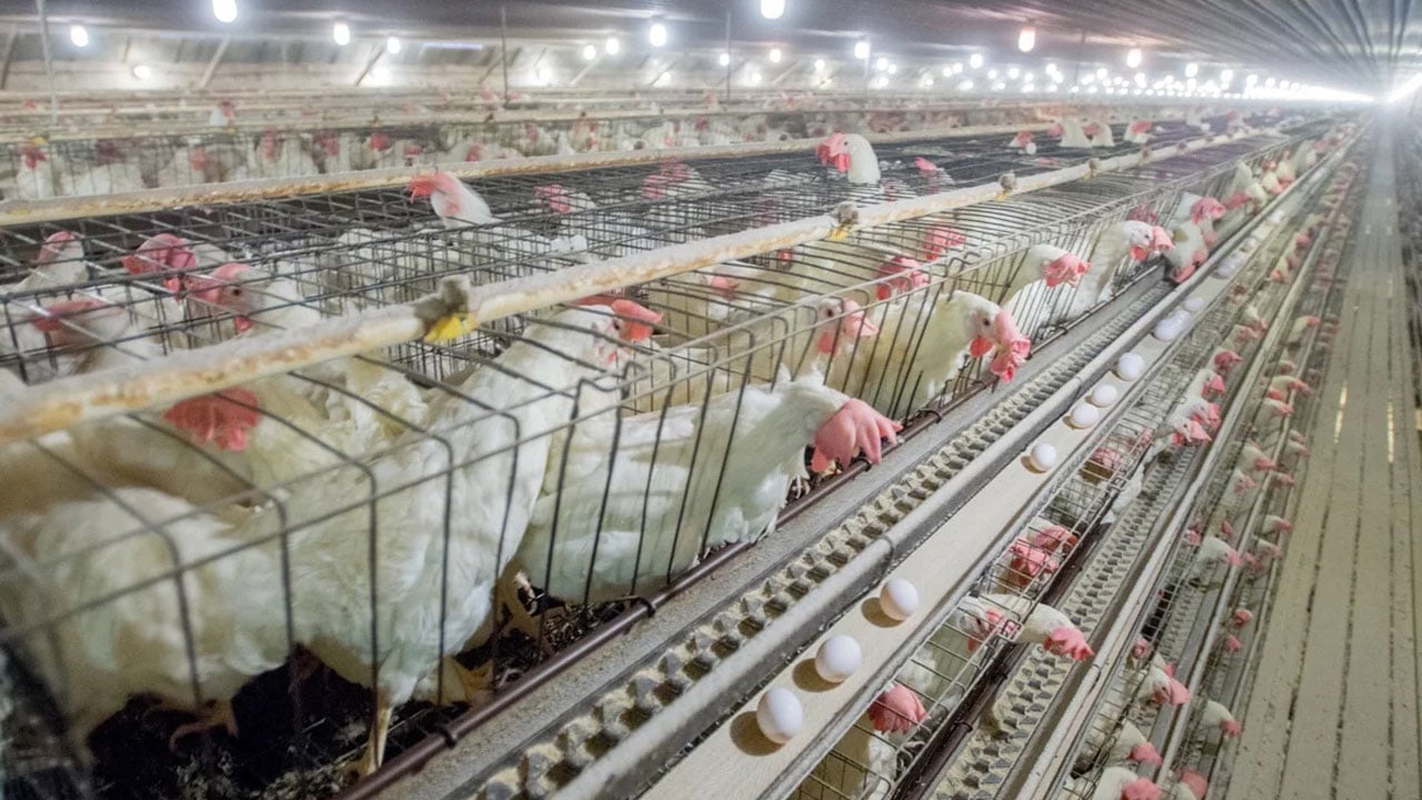 Foto - Karbon hesabında şaşırtan sonuç! Organik yumurta sanıldığı kadar masum çıkmadı