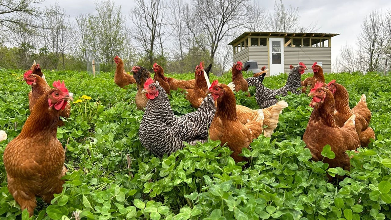 Foto - Karbon hesabında şaşırtan sonuç! Organik yumurta sanıldığı kadar masum çıkmadı