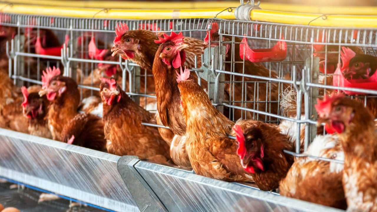 Foto - Karbon hesabında şaşırtan sonuç! Organik yumurta sanıldığı kadar masum çıkmadı