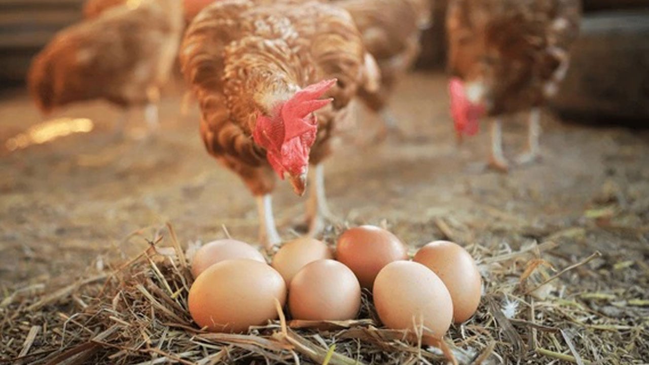 Foto - Karbon hesabında şaşırtan sonuç! Organik yumurta sanıldığı kadar masum çıkmadı