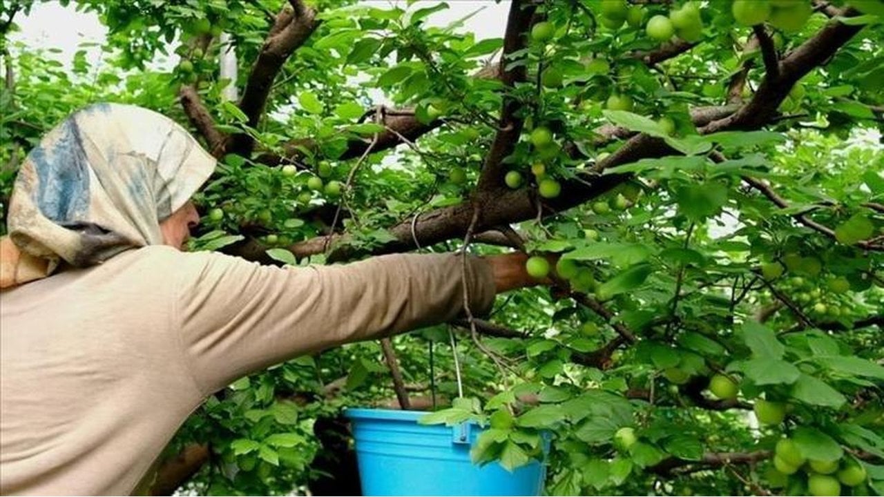 Foto - Kardiyologlar ısrarla öneriyor: Damarları çelik gibi yapıyor! 1 porsiyonu bile sıfırlamaya yetiyor