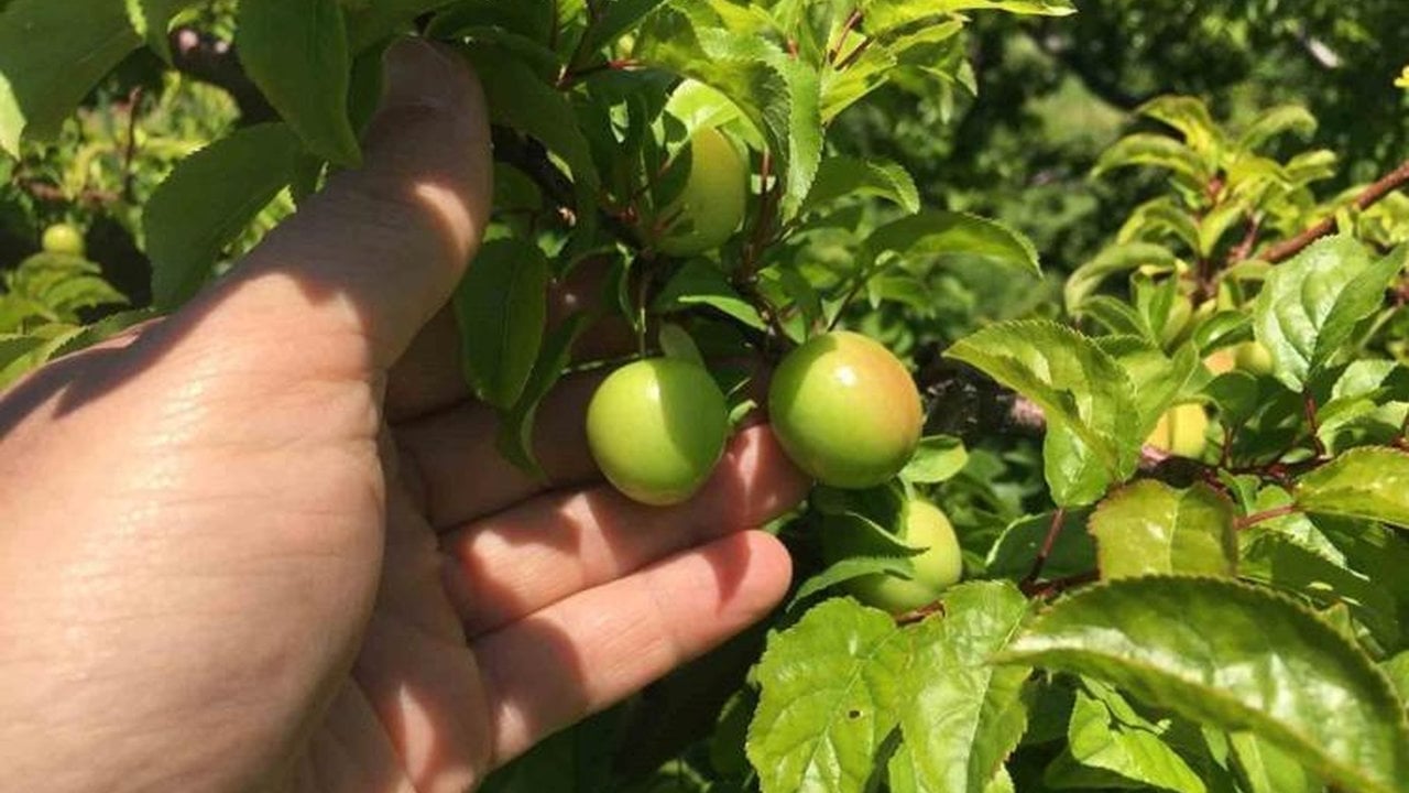 Foto - Kardiyologlar ısrarla öneriyor: Damarları çelik gibi yapıyor! 1 porsiyonu bile sıfırlamaya yetiyor