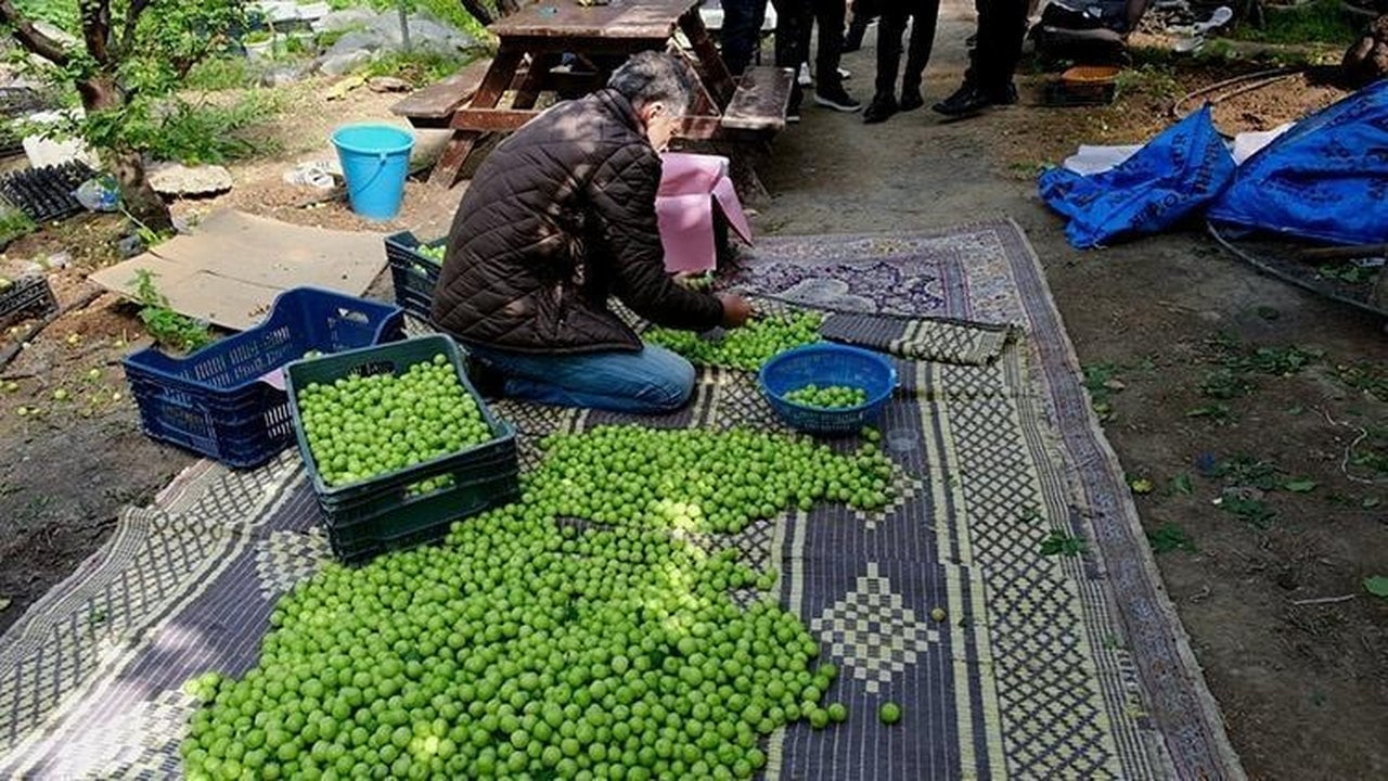 Foto - Kardiyologlar ısrarla öneriyor: Damarları çelik gibi yapıyor! 1 porsiyonu bile sıfırlamaya yetiyor