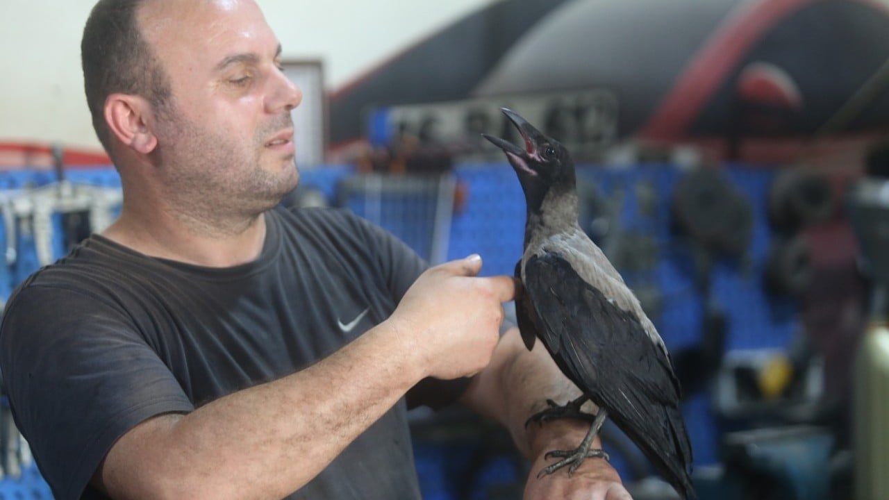 Foto - Karga ile dost oldu! 