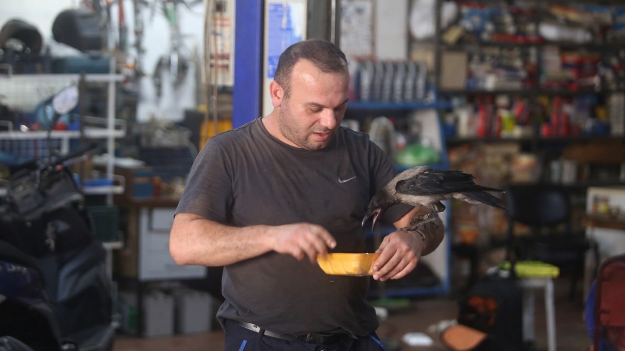 Foto - Karga ile dost oldu! 