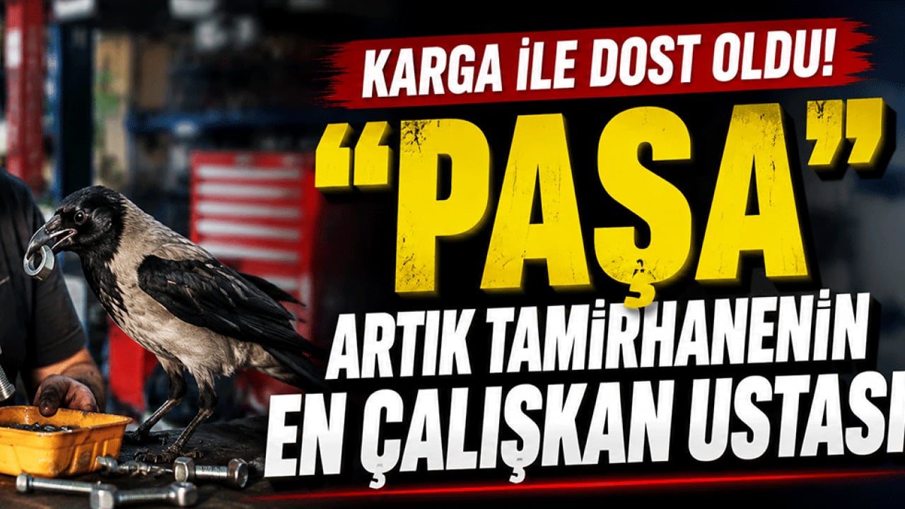 Karga ile dost oldu! 