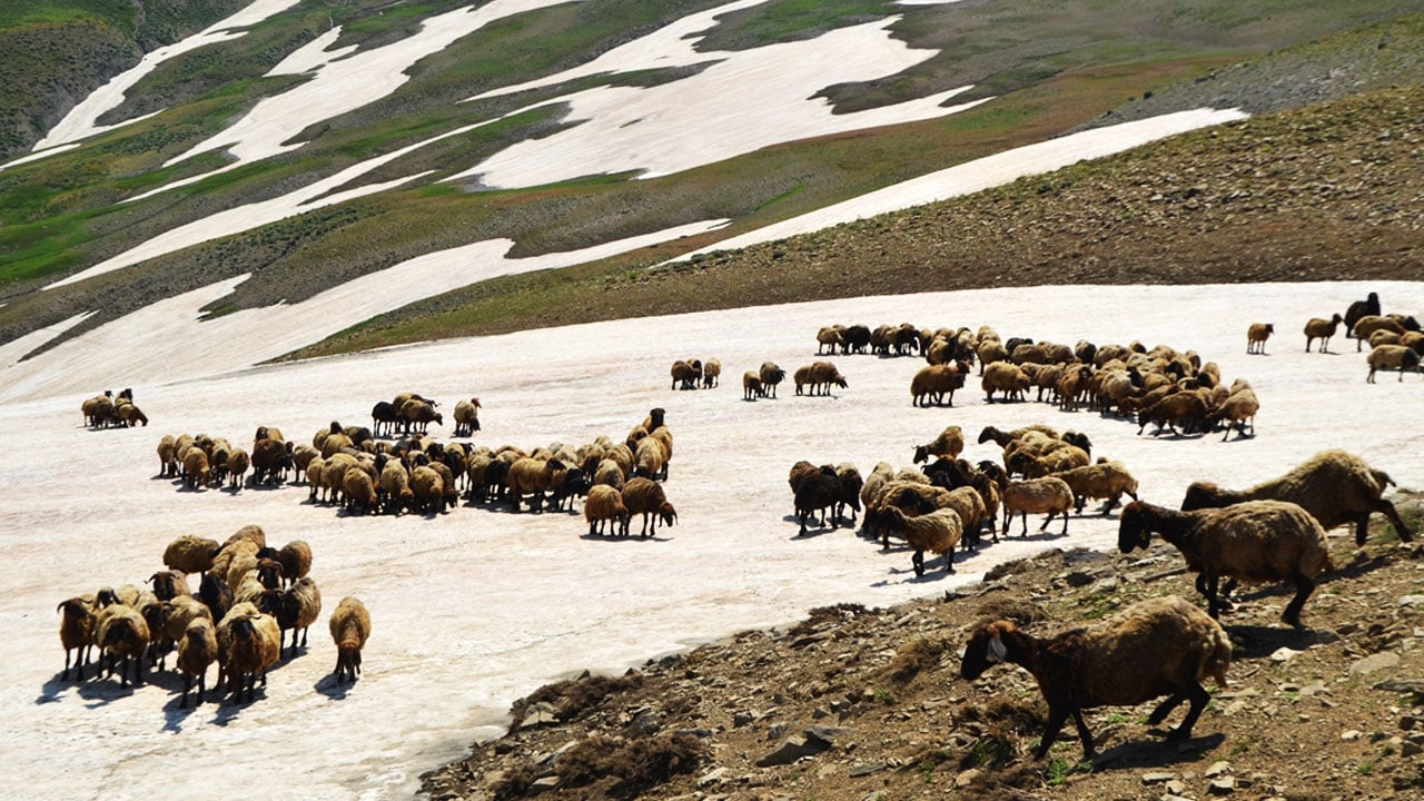 Foto - Karın hala kalkmadığı Kurtik Dağı, binlerce küçükbaşı ağırlıyor