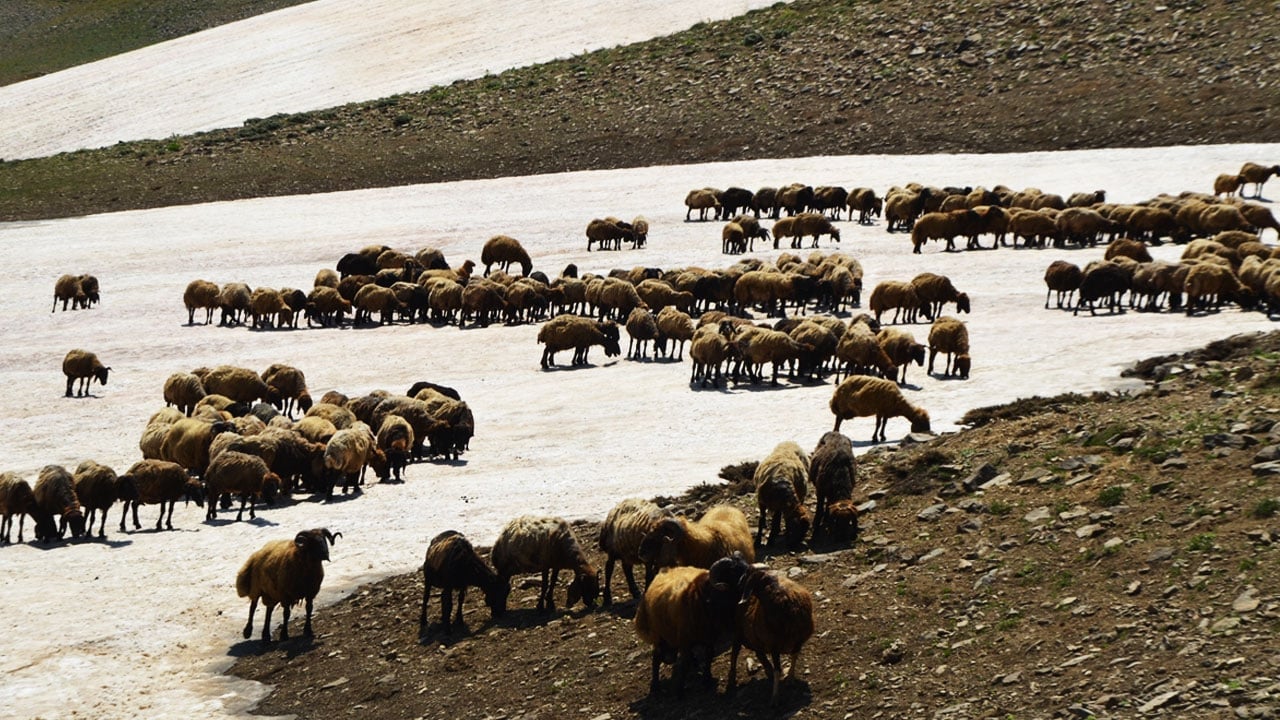 Karın hala kalkmadığı Kurtik Dağı, binlerce küçükbaşı ağırlıyor