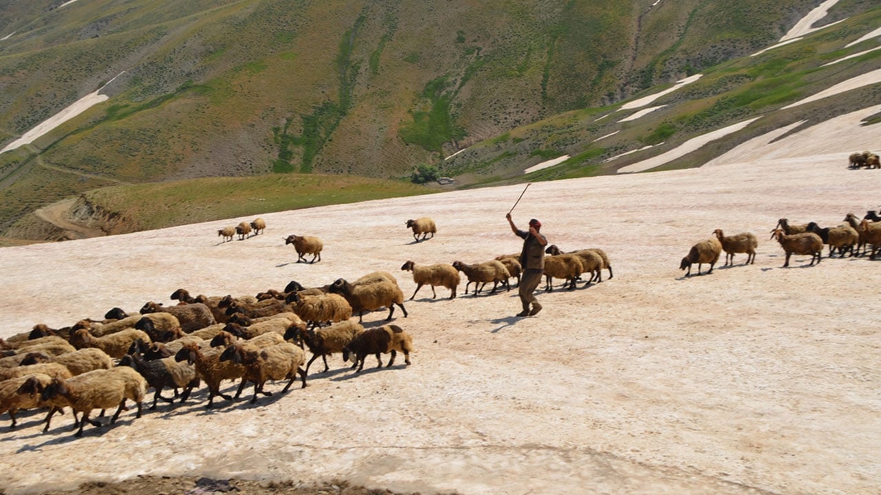 Foto - Karın hala kalkmadığı Kurtik Dağı, binlerce küçükbaşı ağırlıyor
