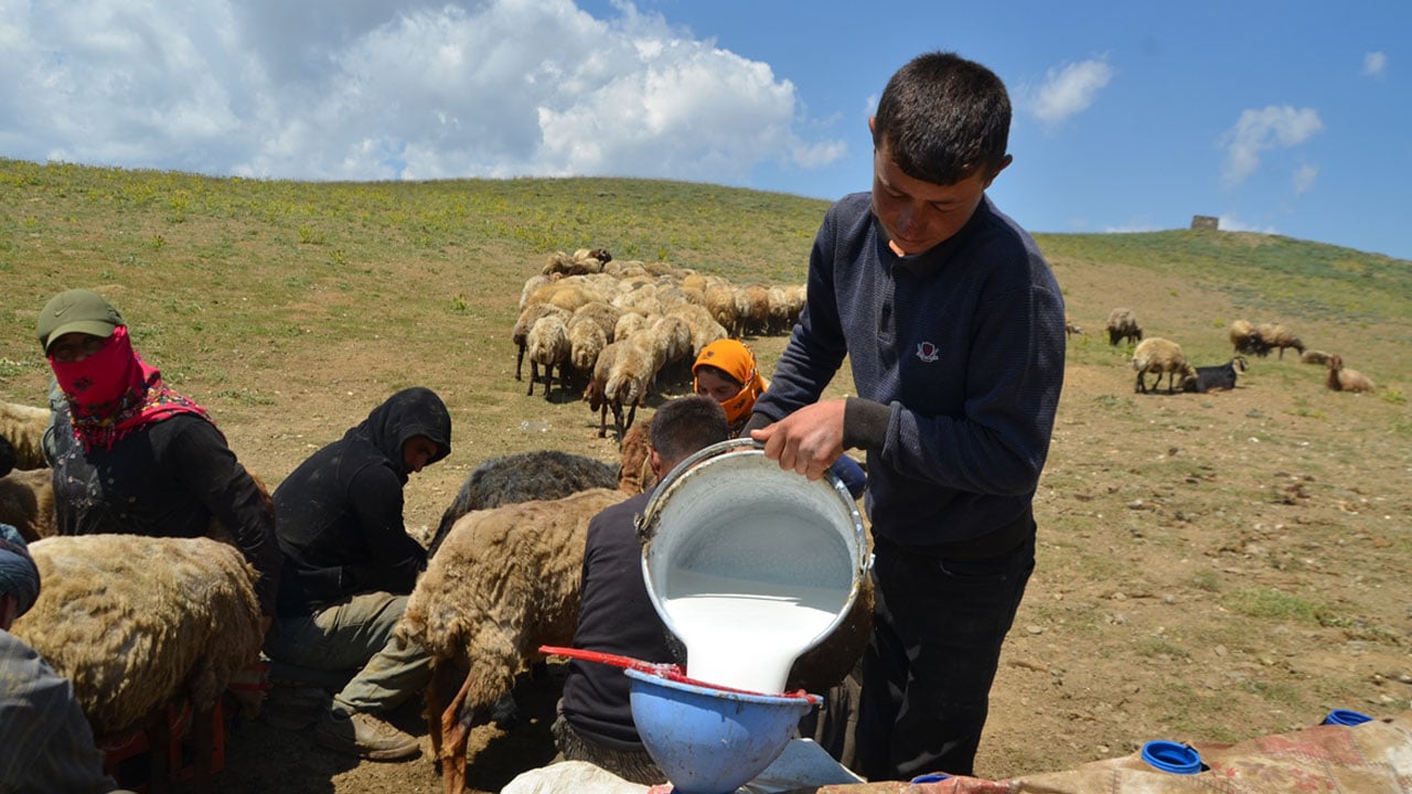 Foto - Karın hala kalkmadığı Kurtik Dağı, binlerce küçükbaşı ağırlıyor