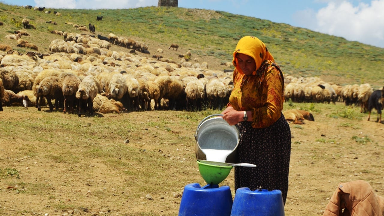 Foto - Karın hala kalkmadığı Kurtik Dağı, binlerce küçükbaşı ağırlıyor