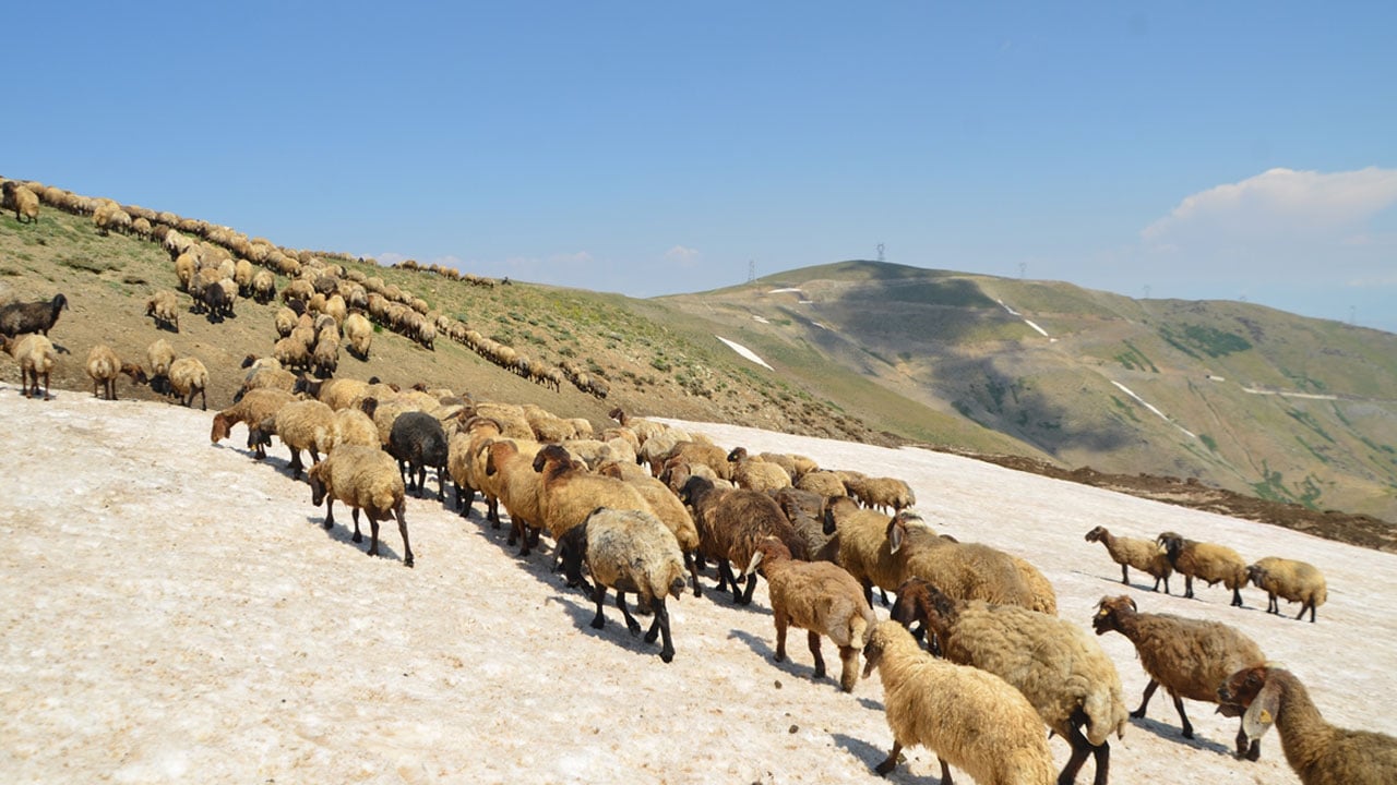 Foto - Karın hala kalkmadığı Kurtik Dağı, binlerce küçükbaşı ağırlıyor