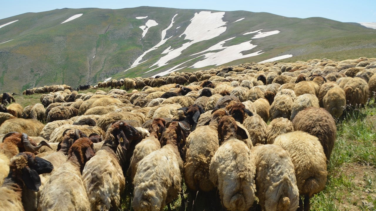 Foto - Karın hala kalkmadığı Kurtik Dağı, binlerce küçükbaşı ağırlıyor